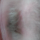 schol33 thumbnail