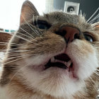 dhorstkotte thumbnail