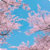 sakura_season thumbnail