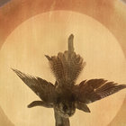 Nightjar Fade thumbnail