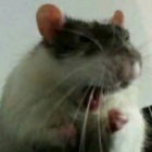 Piaso thumbnail