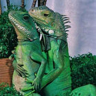nugget_lizard thumbnail