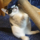 fyinglemming thumbnail