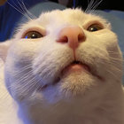 arcticginger thumbnail
