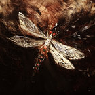 echoing thumbnail