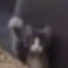 shrok thumbnail
