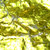 yellow_wasabi thumbnail