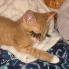 allcatsarebeautiful thumbnail