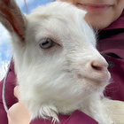 pokambrian thumbnail