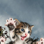 termocat thumbnail