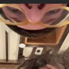 aarontrippy thumbnail