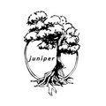 Juniper image