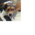 Twig thumbnail