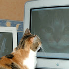 bitmuffin thumbnail