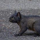 BlackSquiri thumbnail
