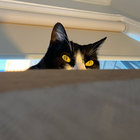 TuxedoPeg thumbnail