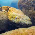 groovy_hellbender thumbnail
