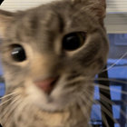 c thumbnail