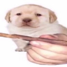 jessie thumbnail