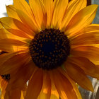 c'sibeau thumbnail