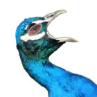 bibr thumbnail
