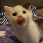Insane Domi thumbnail