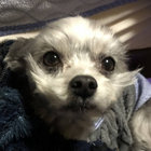 EXHUMAN (CD+DVD) | Die Form