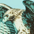 shorthawk thumbnail