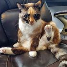 VertigoCharades thumbnail