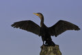 The Cormorants image