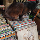 saxoucheri thumbnail