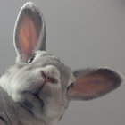 LIMN LIMN LIMN thumbnail