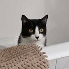 eleneko thumbnail