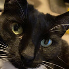 xiaozhouas thumbnail