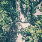 Bolo Greentree thumbnail