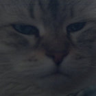 grrlcrrsh thumbnail