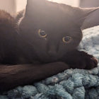 Kevin thumbnail