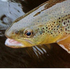 smokedtrout thumbnail