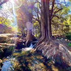 cedartree33 thumbnail
