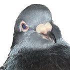 bird guy thumbnail