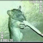 hamteriser thumbnail