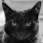 mayaschwarzekatze thumbnail