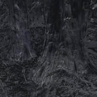 1279302 thumbnail