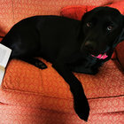 ffyredog thumbnail