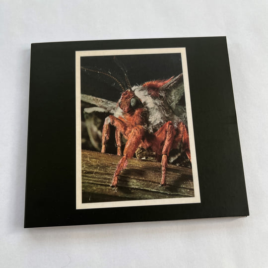 その他 morfosis [CD] Morphosis | Primitive Wings | SATATUHATTA