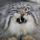 SlumDaCat thumbnail