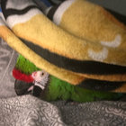 sfyfarthegreat thumbnail