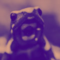 poison dart frog image
