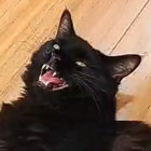 AshMop thumbnail