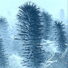 seafeather thumbnail